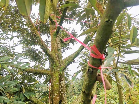 ขายส่งเชือกโยงกิ่งทุเรียน เนื้อเหนียว อย่างดี